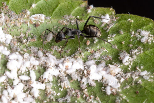 Camponotus parius ant