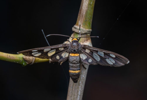 Amata bicincta moth