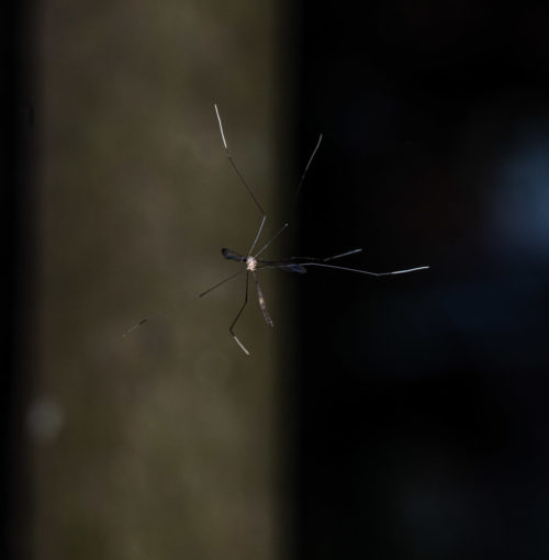 Limonia (Euglochina) sp. of Crane flies.