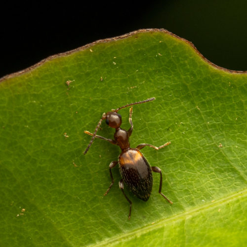 Ant-like beetles. The Anthicidae