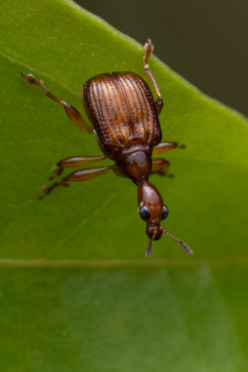 Juvenile leaf-rolling weevil belonging to Apoderus species.