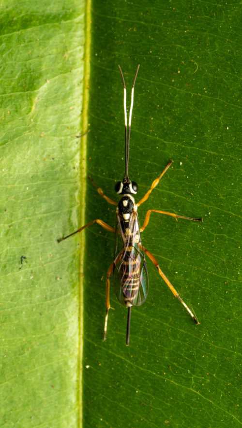 Gotra species, Family Ichneumonidae