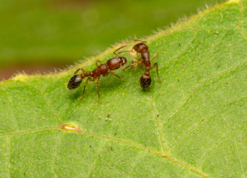 Dilobocondyla bangalorica ant