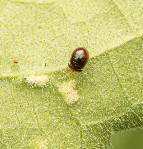 Big-eyed bugs belonging to family Geocoridae.