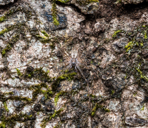 Hersilia species is commonly called Two-tailed spider