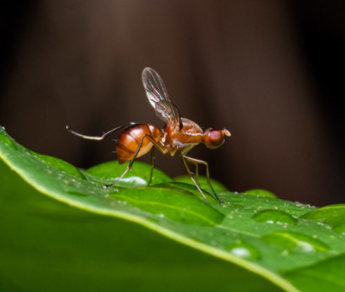 Ensign Fly, Family Sepsidae