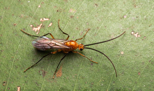 Alate Male drone, probably male Diacamma ant species