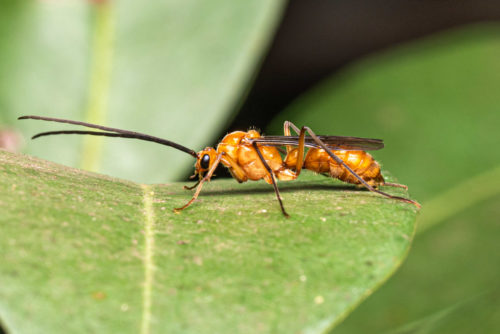 Alate Male drone, probably male Diacamma ant species