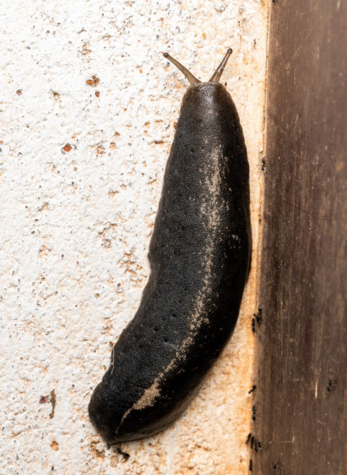 Tropical Leatherleaf Slug (Laevicaulis alte)