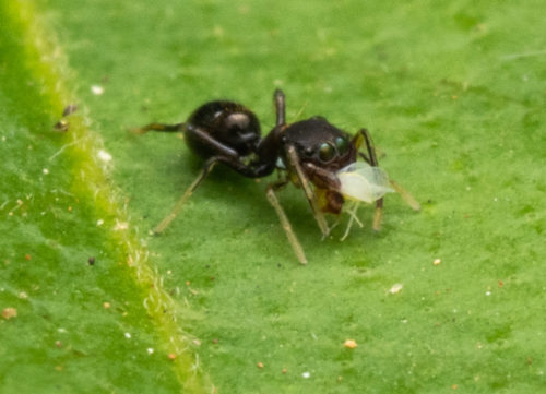 Tiny ant mimic spider(Myrmyrachne sp.) feeding on a white fly.