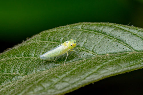 Leafhopper genus Kolla Distant (Hemiptera: Cicadellidae)