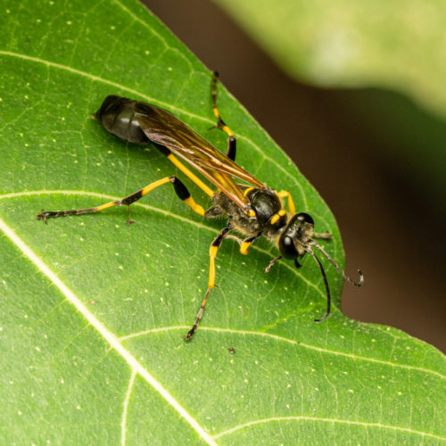 Mud dauber of Sceliphron sp.