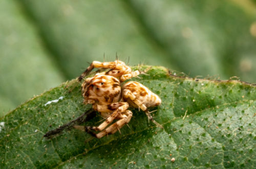 Hamataliwa spider juvenile.