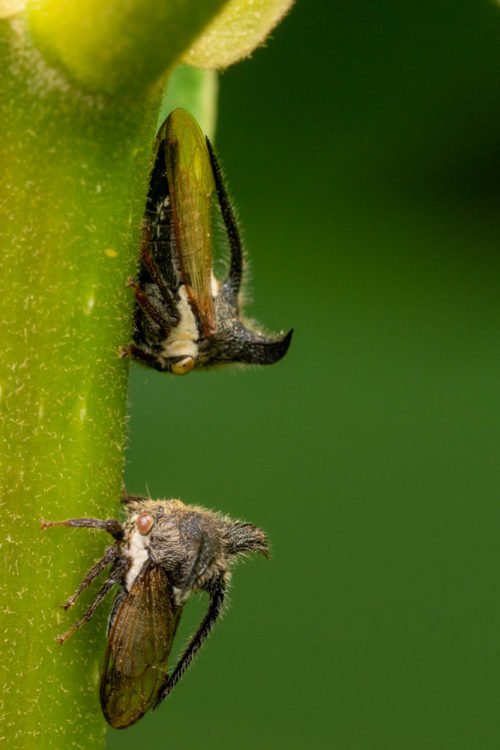 Thorn Mimic treehopper