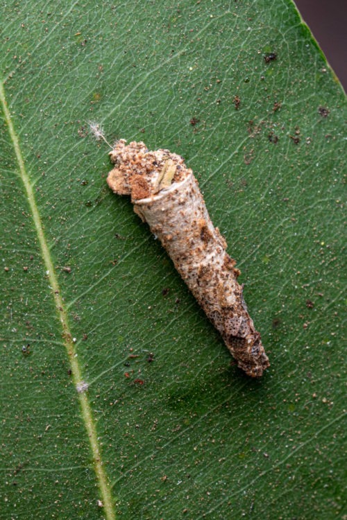 larval case of Psychidae moth