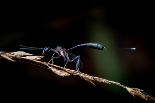 Gasteruptiidae wasp