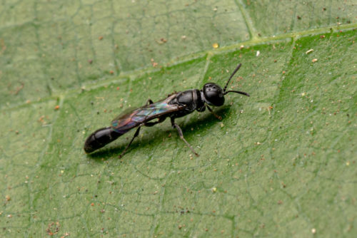 Trypoxylon wasp