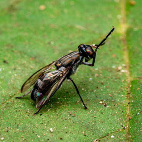 Signal Fly. Platystomatidae