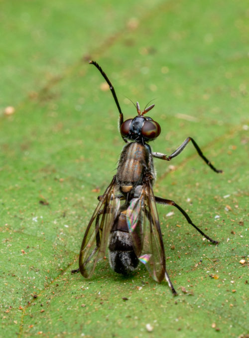 Signal Fly. Platystomatidae