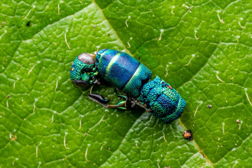 mutilated Cuckoo Wasp