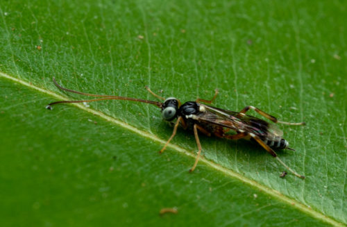 Ichneumon wasp