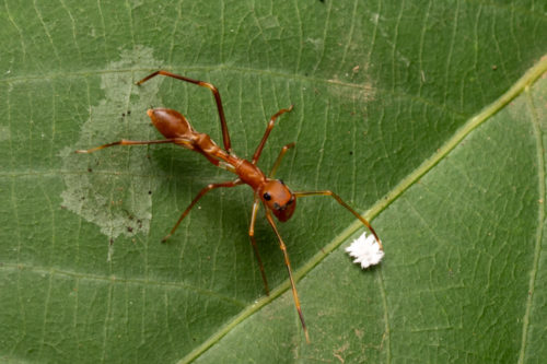 Myrmaplata plataleoides