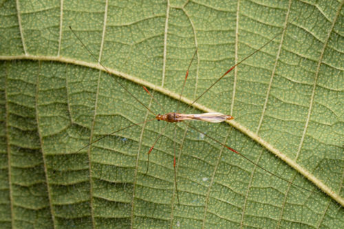 Berytidae is a family of the order Hemiptera