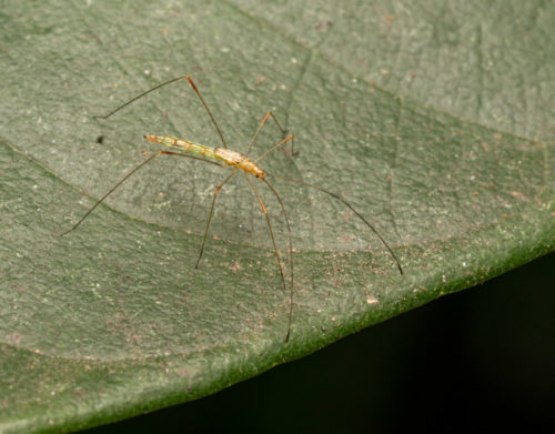 Berytidae Juvenile