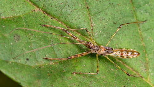 Assassin bug