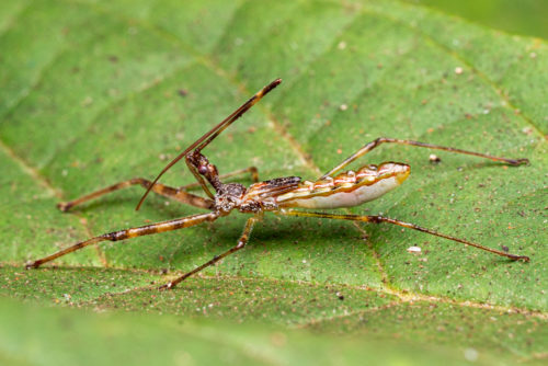 Assassin bug