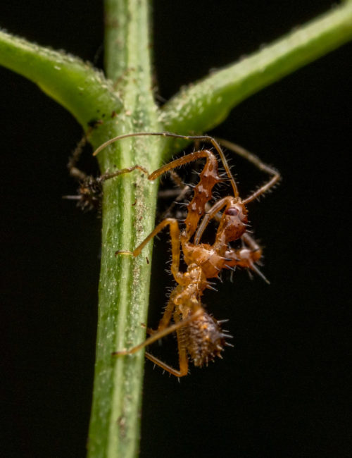 Assassin bug nymph