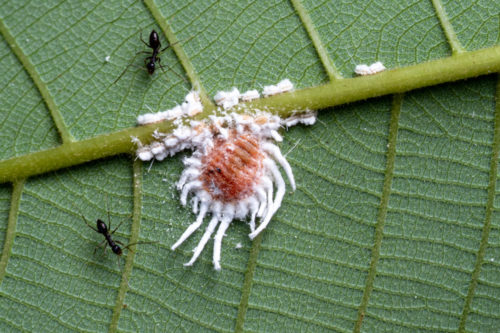 Breadfruit scale insect, Icerya aegyptiaca.