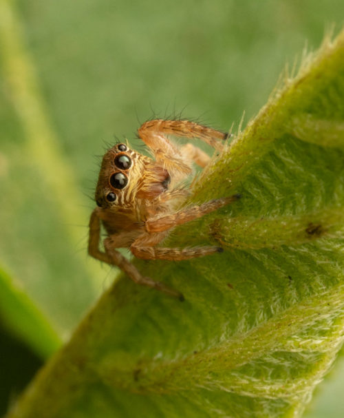 Carrhotus spider