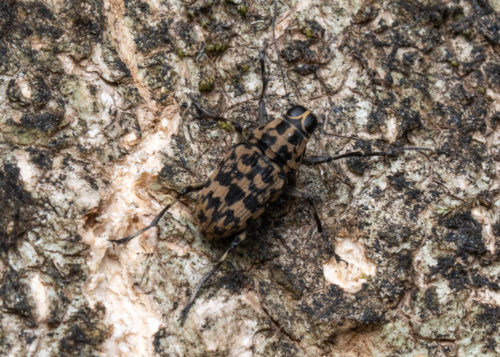 Fungus weevil Anthribidae sp.