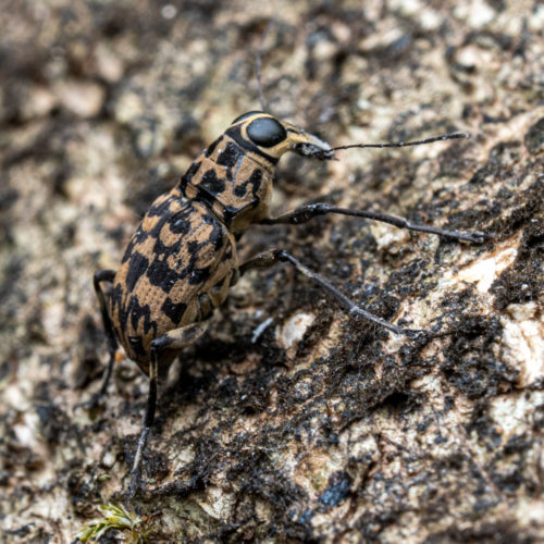 Fungus weevil Anthribidae sp.