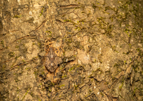 Halys species (Hemiptera: Pentatomidae).