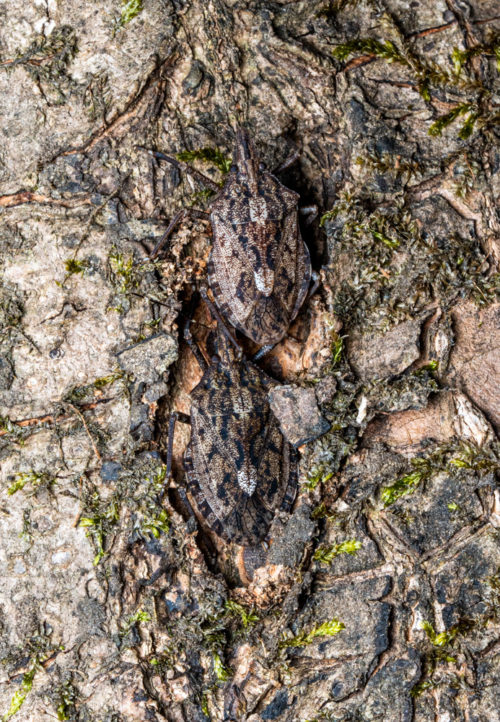 Halys species (Hemiptera: Pentatomidae).