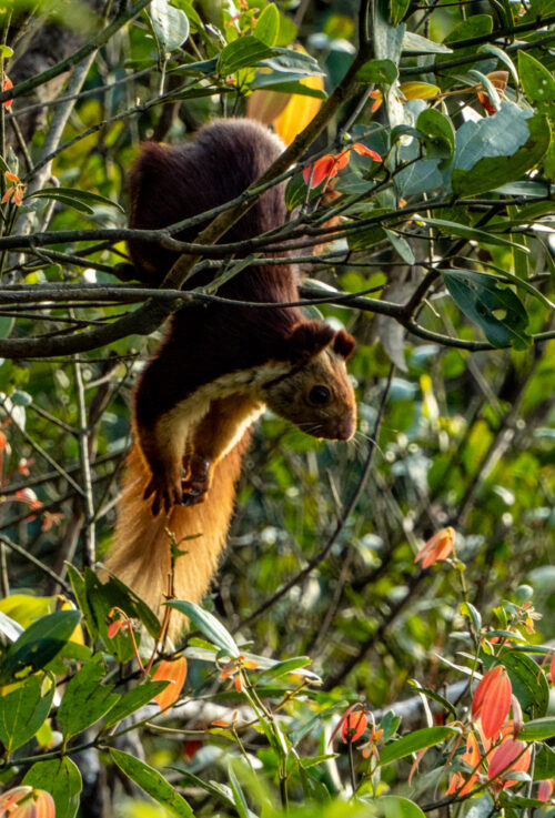 Malabar giant squirrel (Ratufa indica)