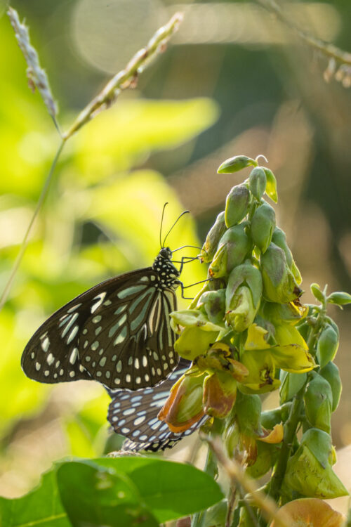 Dark Blue Tiger butterfly - Tirumala septentrionis