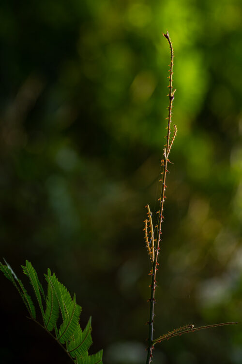 Roadside Thorny plant