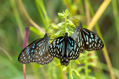 Dark Blue Tiger butterfly - Tirumala septentrionis