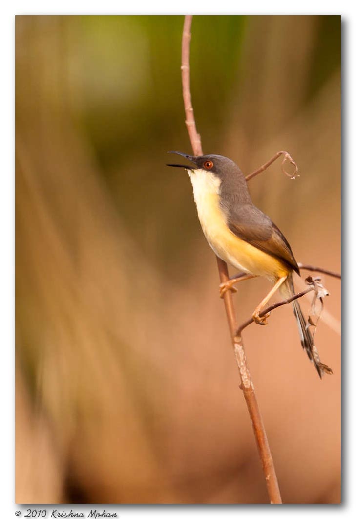 Ashy Prinia