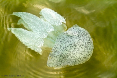 Acromitus-flagellatus Jellyfish