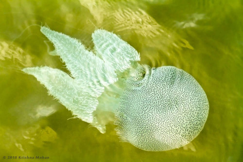 Acromitus-flagellatus Jellyfish