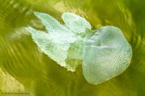 Acromitus-flagellatus Jellyfish