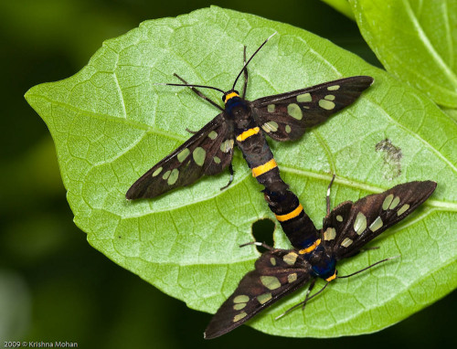 Handmaiden Moth