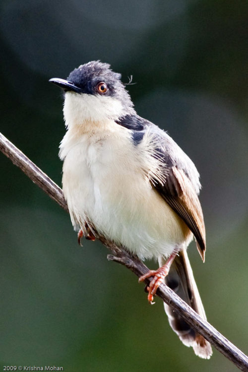 Ashy Prinia Closeup