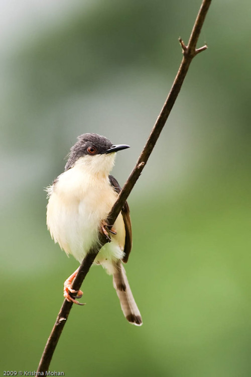 Ashy Prinia