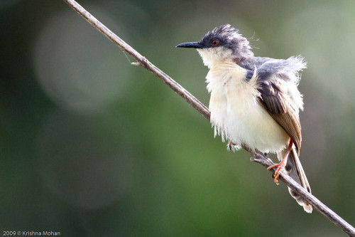 Ashy Prinia