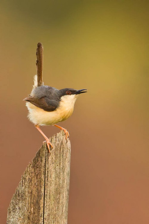 Prinia On the Fence